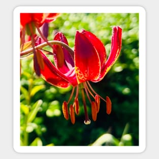 Fall Lily is Lit UP Sticker